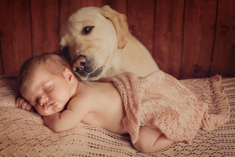 ein Hund, der den Kopf auf das Baby legt, während das Baby auf dem Bett schläft