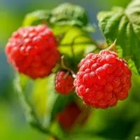 leckere rote Himbeeren im Garten an einem sonnigen Tag