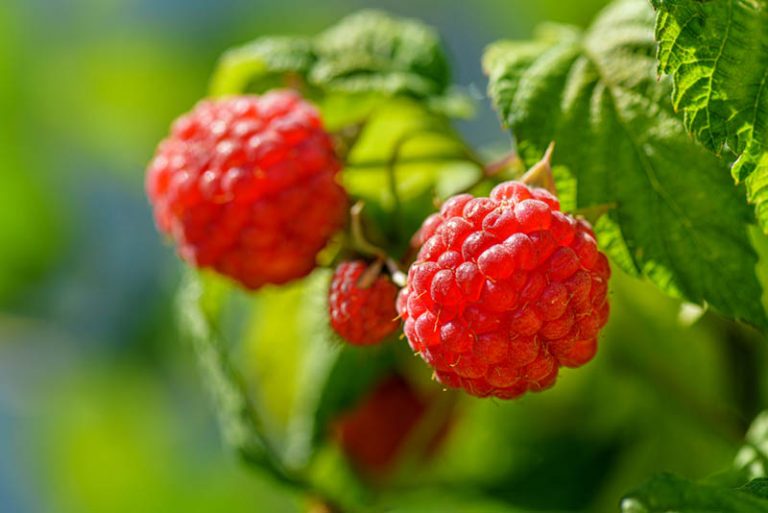 leckere rote Himbeeren im Garten an einem sonnigen Tag