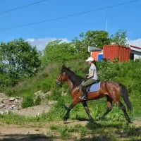 schwangere Frau reitet ein Pferd im Freien auf sonnigen Tag
