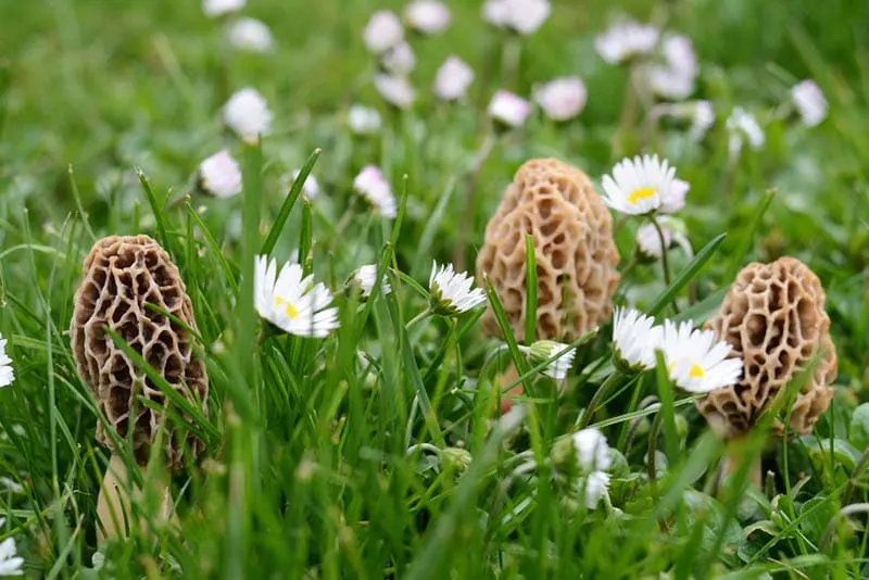 Morcheln Pilze im Gras mit Blumen