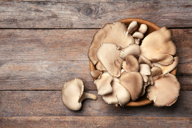 Schale mit köstlichen Bio-Austernpilzen auf Holztisch