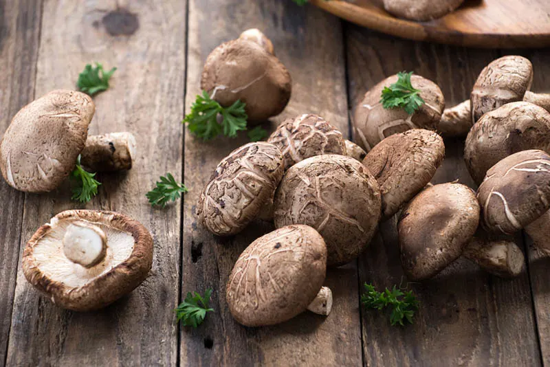 Shiitake Pilz auf Holztisch