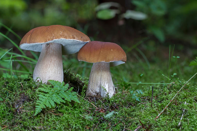 zwei Steinpilze im Wald