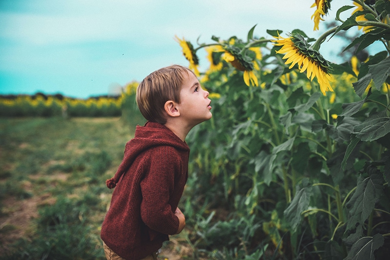 kleiner Junge, der Sonnenblumen auf dem Feld betrachtet
