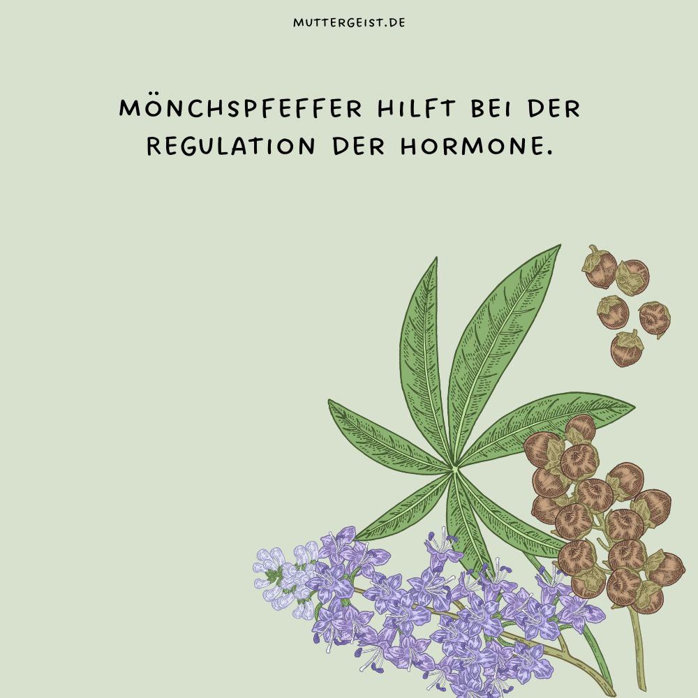 Mönchspfeffer hilft bei der Regulation der Hormone.