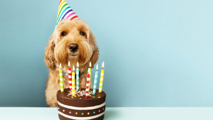 Geburtstagswünsche Hund – Für Hundefreunde und ihre Vierbeiner
