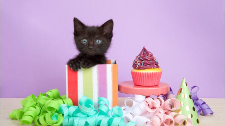 Geburtstagswünsche Katze – 45 Sprüche für den Stubentiger