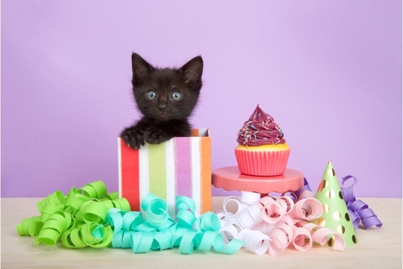 Katze in einer bunten Kiste
