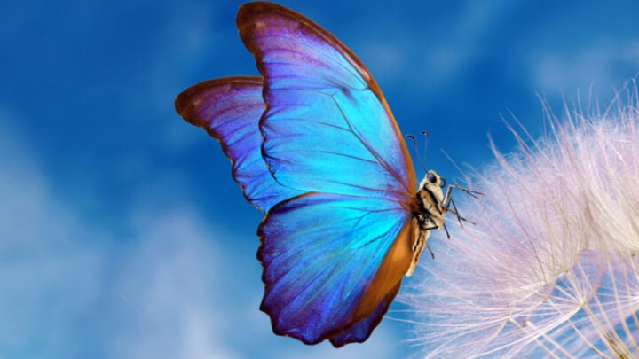Schmetterlinge Sprüche – Transformative Kraft, die Hoffnung schenkt