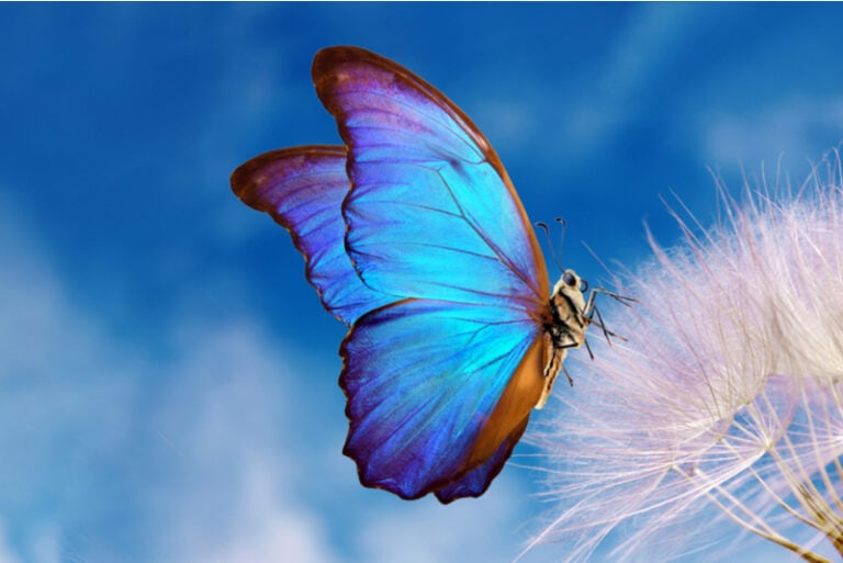 schöner blauer Schmetterling auf der Blume