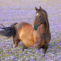 nettes braunes Pferd, das im blauen Blumenfeld aufwirft