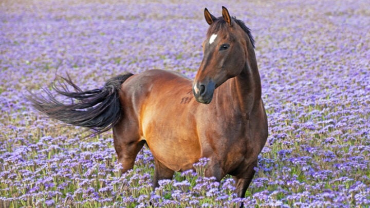 Geburtstagswünsche Pferd – Für wahre Pferdefreunde
