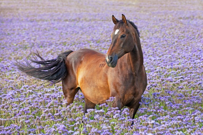 nettes braunes Pferd, das im blauen Blumenfeld aufwirft
