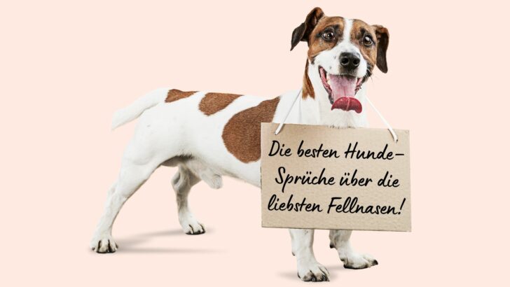 Die besten Hunde–Sprüche über die liebsten Fellnasen!