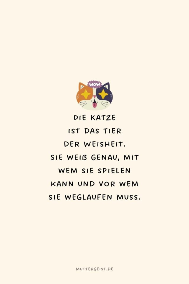 Die schönsten und witzigsten KatzenSprüche zum Nachdenken
