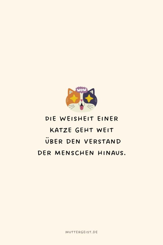Die schönsten und witzigsten KatzenSprüche zum Nachdenken