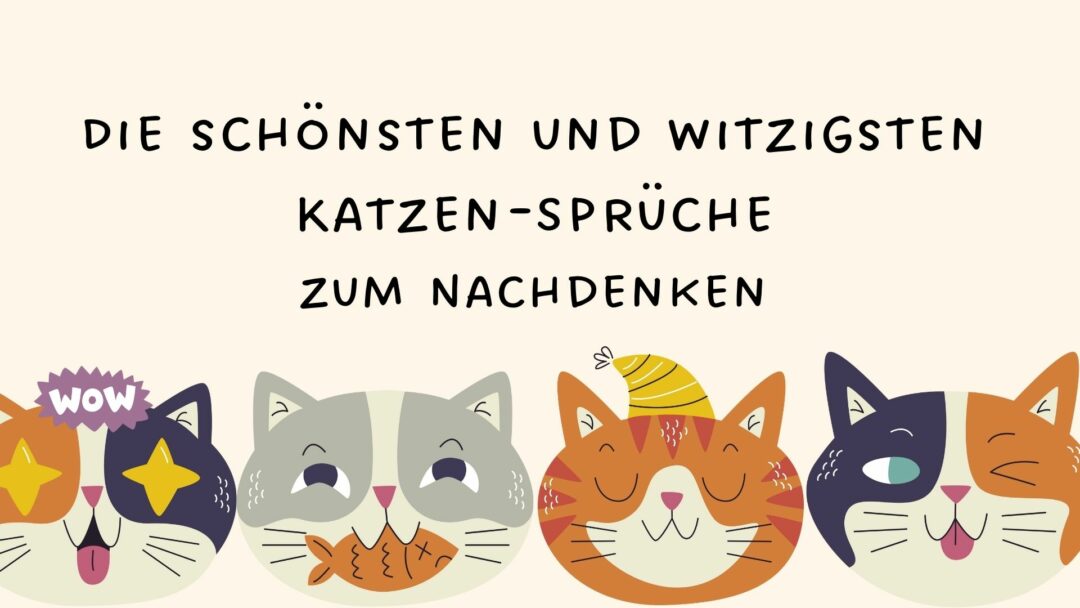 Die schönsten und witzigsten KatzenSprüche zum Nachdenken